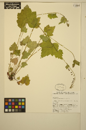  ( - MF124)  @11 [ ] CreativeCommons - Attribution Non-Commercial Share-Alike (2014) Unspecified UBC Herbarium