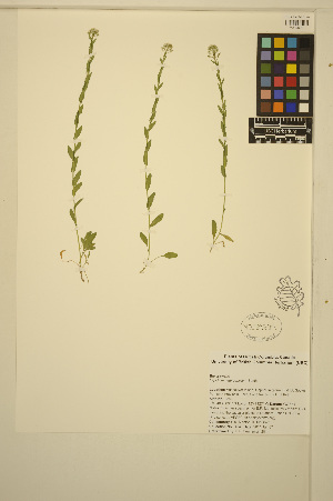  (Lepidium - ERM484)  @11 [ ] CreativeCommons - Attribution Non-Commercial Share-Alike (2014) Unspecified UBC Herbarium