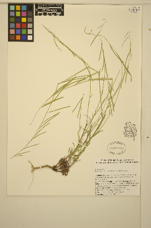  (Boechera collinsii - ERM670)  @11 [ ] CreativeCommons - Attribution Non-Commercial Share-Alike (2014) Unspecified UBC Herbarium