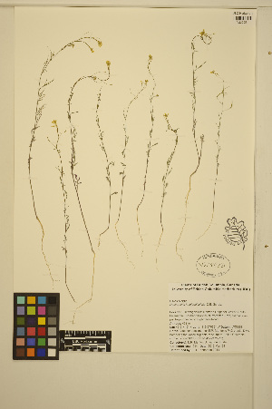  (Descurainia longepedicellata - ERM1214)  @11 [ ] CreativeCommons - Attribution Non-Commercial Share-Alike (2014) Unspecified UBC Herbarium