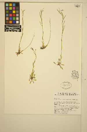  (Boechera calderi - ERM1674)  @11 [ ] CreativeCommons - Attribution Non-Commercial Share-Alike (2014) Unspecified UBC Herbarium