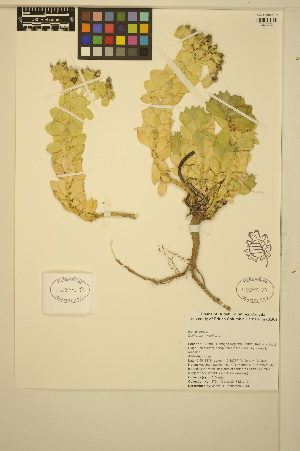  (Euphorbia myrsinites - ERM1734)  @11 [ ] CreativeCommons - Attribution Non-Commercial Share-Alike (2014) Unspecified UBC Herbarium