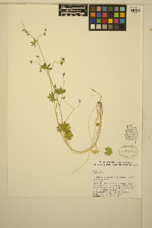  ( - ERM472)  @11 [ ] CreativeCommons - Attribution Non-Commercial Share-Alike (2014) Unspecified UBC Herbarium