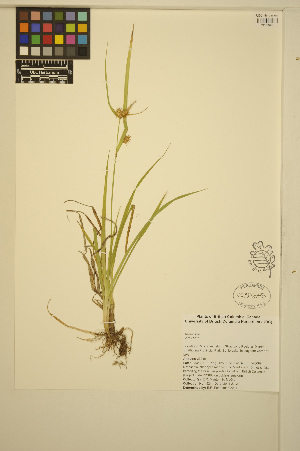  ( - ERM824)  @11 [ ] CreativeCommons - Attribution Non-Commercial Share-Alike (2014) Unspecified UBC Herbarium