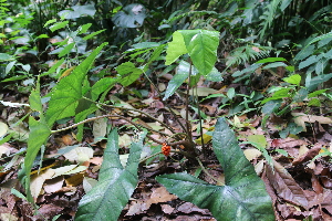  (Alocasia heterophylla - Fernando5019)  @11 [ ] Copyright (2022) Edwino S Fernando University of the Philippines Los Banos