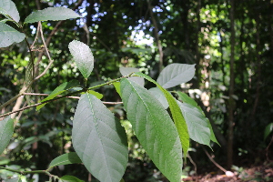  (Ficus linearifolia - Fernando5062)  @11 [ ] Copyright  Edwino S. Fernando University of the Philippines Los Banos