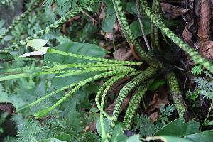  (Alocasia zebrina - Fernando5072)  @11 [ ] Copyright  Edwino S. Fernando University of the Philippines Los Banos