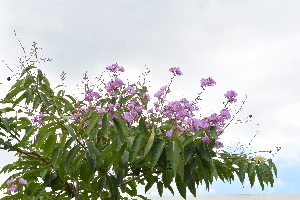  (Lagerstroemia speciosa - P_G010)  @11 [ ] Copyright  Belle Aguja ASEAN Centre for Biodiversity