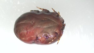  ( - VBDTK062024A11)  @11 [ ] Copyright (2024) Luis M. Hernandez-Triana Animal and Plant Health Agency