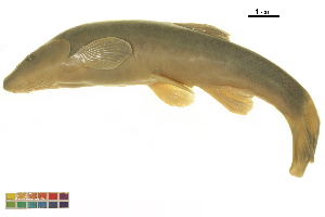  ( - BIOUG36187-A01)  @11 [ ] CreativeCommons - Attribution (2018) CBG Photography Group Centre for Biodiversity Genomics