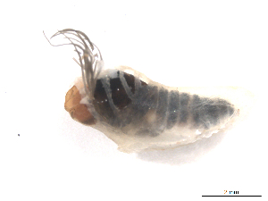  ( - BIOUG01785-H01)  @12 [ ] CreativeCommons - Attribution (2012) CBG Photography Group Centre for Biodiversity Genomics