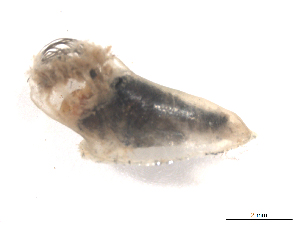  ( - BIOUG01785-H02)  @12 [ ] CreativeCommons - Attribution (2012) CBG Photography Group Centre for Biodiversity Genomics