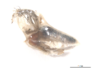  ( - BIOUG01785-H03)  @12 [ ] CreativeCommons - Attribution (2012) CBG Photography Group Centre for Biodiversity Genomics