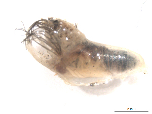  ( - BIOUG01785-H04)  @12 [ ] CreativeCommons - Attribution (2012) CBG Photography Group Centre for Biodiversity Genomics