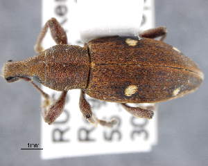  (Trichalophus quadriguttatus - CNCCOLVG00009650)  @14 [ ] Copyright (2017) Vasily Grebennikov CFIA