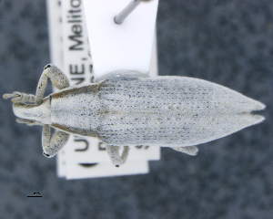  ( - CNCCOLVG00011040)  @11 [ ] c (2020) Vasily Grebennikov CFIA