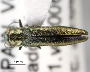  (Agrilus derasofasciatus - CNCCOLVG00000360)  @13 [ ] Copyright (2011) Vasily Grebennikov CFIA