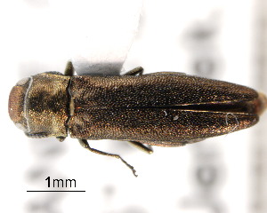  (Agrilus roscidus - CNCCOLVG00000370)  @15 [ ] Copyright (2011) Vasily Grebennikov CFIA