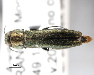  (Agrilus sulcicollis - CNCCOLVG00000392)  @14 [ ] Copyright (2011) Vasily Grebennikov CFIA