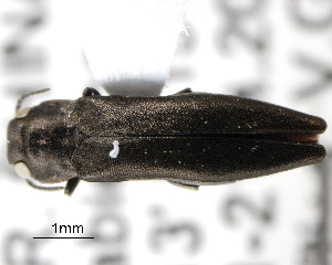  (Agrilus nipponigena - CNCCOLVG00000471)  @13 [ ] Copyright (2011) Vasily Grebennikov CFIA