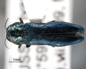  (Agrilus cyanescens - CNCCOLVG00001449)  @14 [ ] Copyright (2011) Vasily Grebennikov CFIA