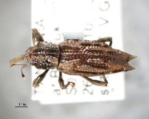  ( - CNCCOLVG00002171)  @13 [ ] Copyright (2011) Vasily Grebennikov CFIA