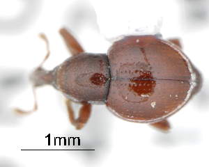  ( - CNCCOLVG00000115.1)  @12 [ ] Copyright (2015) Vasily Grebennikov CFIA