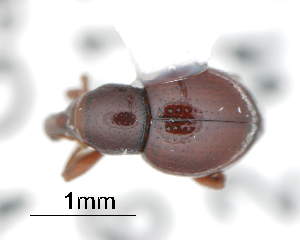  ( - CNCCOLVG00000116)  @12 [ ] Copyright (2015) Vasily Grebennikov CFIA