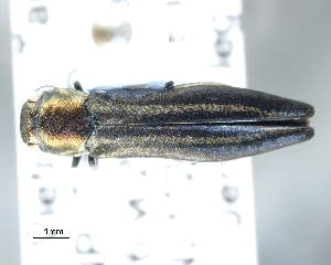  (Agrilus rivalieri - CNCCOLVG00002819)  @12 [ ] Copyright (2012) Vasily Grebennikov CFIA