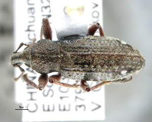  (Trichalophus scylla - CNCCOLVG00004418)  @14 [ ] Copyright (2012) Vasily Grebennikov CFIA