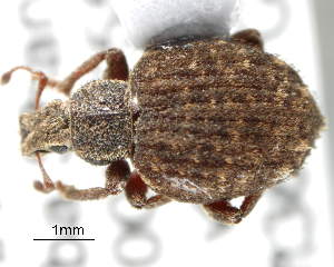  (Trachyphloeoides - CNCCOLVG00004538)  @14 [ ] Copyright (2012) Vasily Grebennikov CFIA