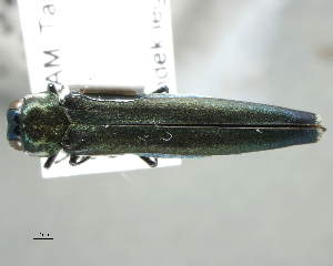  (Agrilus lubopetri - CNCCOLVG00004661)  @12 [ ] Copyright (2012) Vasily Grebennikov CFIA