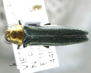  (Agrilus sinensis - CNCCOLVG00004662)  @14 [ ] Copyright (2012) Vasily Grebennikov CFIA