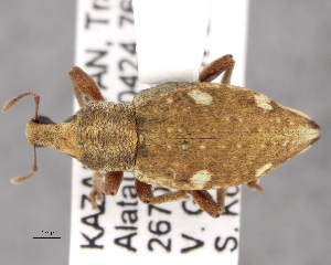  (Trichalophus ferganensis - CNCCOLVG00006068)  @15 [ ] Copyright (2013) Vasily Grebennikov CFIA