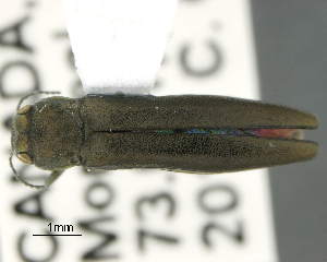  ( - CNCCOLVG00007302)  @14 [ ] Copyright (2015) Vasily Grebennikov CFIA