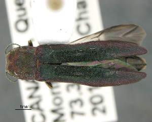  ( - CNCCOLVG00007309)  @13 [ ] Copyright (2015) Vasily Grebennikov CFIA