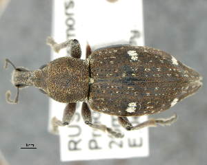  (Trichalophus rubripes - CNCCOLVG00007315)  @14 [ ] Copyright (2015) Vasily Grebennikov CFIA