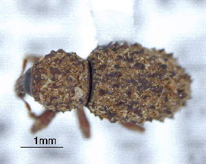  (Acorep spinosus - CNCCOLVG00009802)  @11 [ ] Copyright (2018) Vasily Grebennikov CFIA
