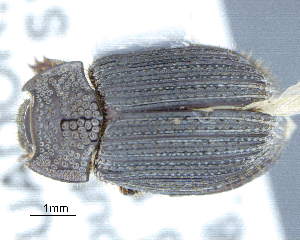  (Chaetodus asuai - CNCCOLVG00009835)  @11 [ ] Copyright (2018) Vasily Grebennikov CFIA