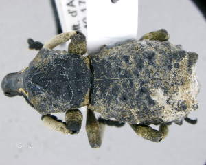  (Lithinus - CNCCOLVG00010664)  @11 [ ] Copyright (2019) Vasily Grebennikov CFIA