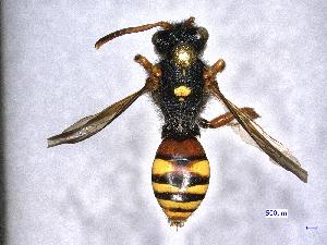  ( - 8535)  @13 [ ] CreativeCommons  Attribution Non-Commercial (by-nc) (2017) Institut for integrative nature conservation research Institut for integrative nature conservation research