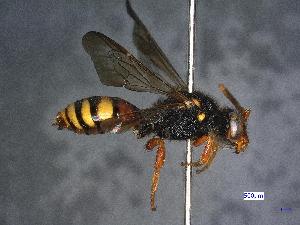  ( - 8535)  @13 [ ] CreativeCommons  Attribution Non-Commercial (by-nc) (2017) Institut for integrative nature conservation research Institut for integrative nature conservation research