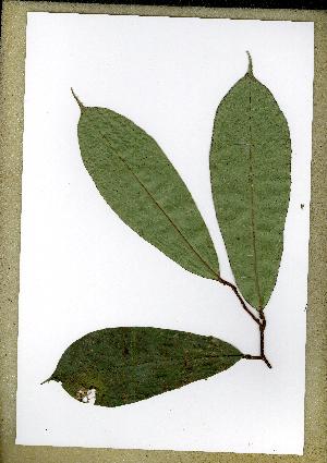  (Acridocarpus longifolium - PB1460)  @11 [ ] Unspecified (default): All Rights Reserved  Unspecified Unspecified