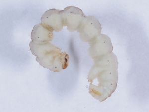  ( - DLW-002492)  @11 [ ] No Rights Reserved (2019) David L. Wagner University of Connecticut