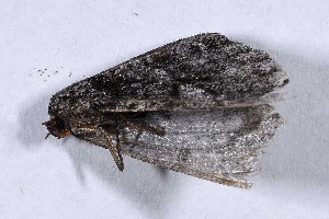  ( - DLW-004211)  @11 [ ] Copyright (2022) David L. Wagner University of Connecticut