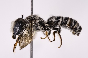  (Megachile georgica - DLW-004389)  @11 [ ] Copyright (2023) David L. Wagner University of Connecticut