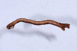  ( - DLW-004948)  @11 [ ] Copyright (2025) David L. Wagner University of Connecticut