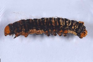  ( - DLW-005077)  @11 [ ] Copyright (2025) David L. Wagner University of Connecticut