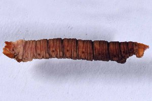  ( - DLW-005087)  @11 [ ] Copyright (2025) David L. Wagner University of Connecticut