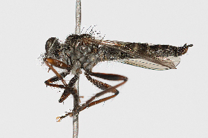  (Machimus hubbelli - DLW-005161)  @11 [ ] Copyright (2025) Michael C Thomas Michael C. Thomas Collection